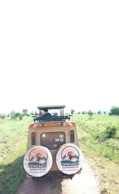 Uganda Wildlife Safaris