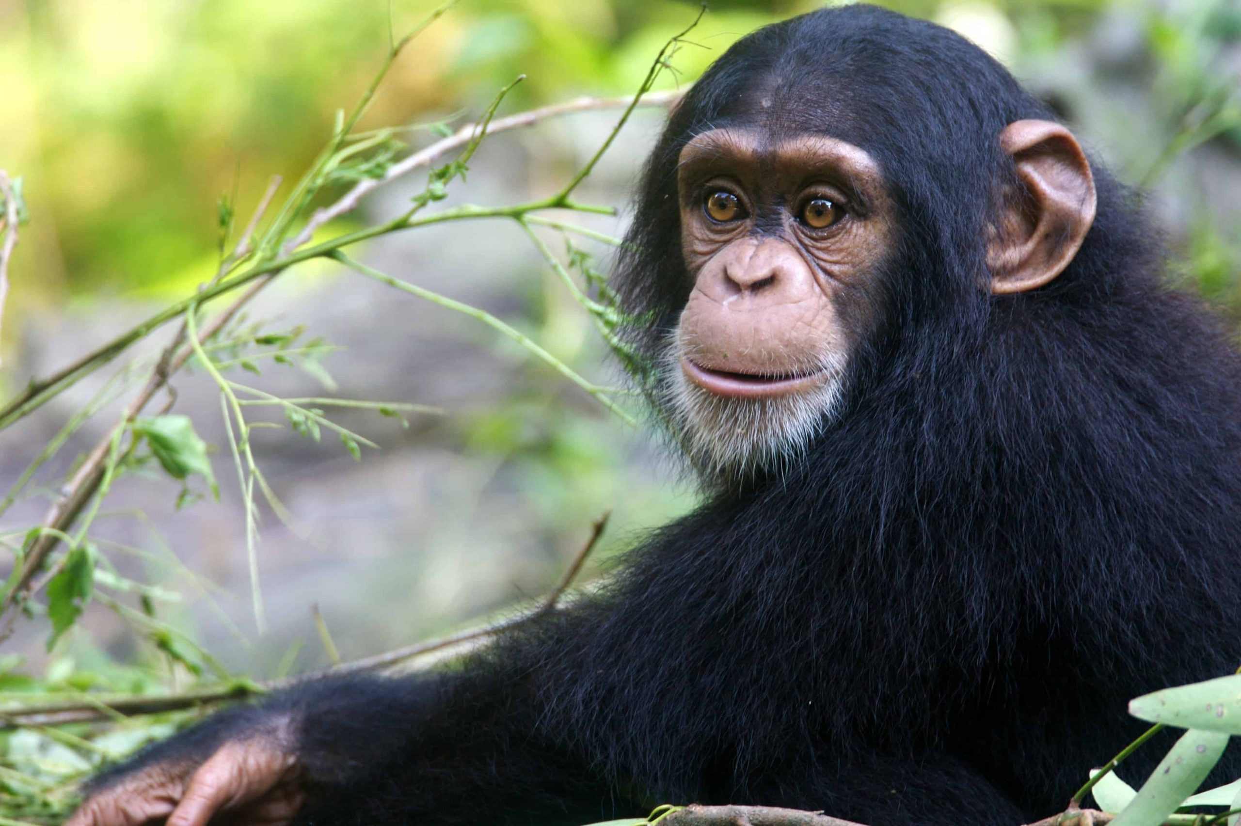 Uganda Chimpanzee Safaris Tour