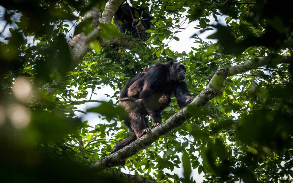 Uganda Chimpanzee Safaris Tour