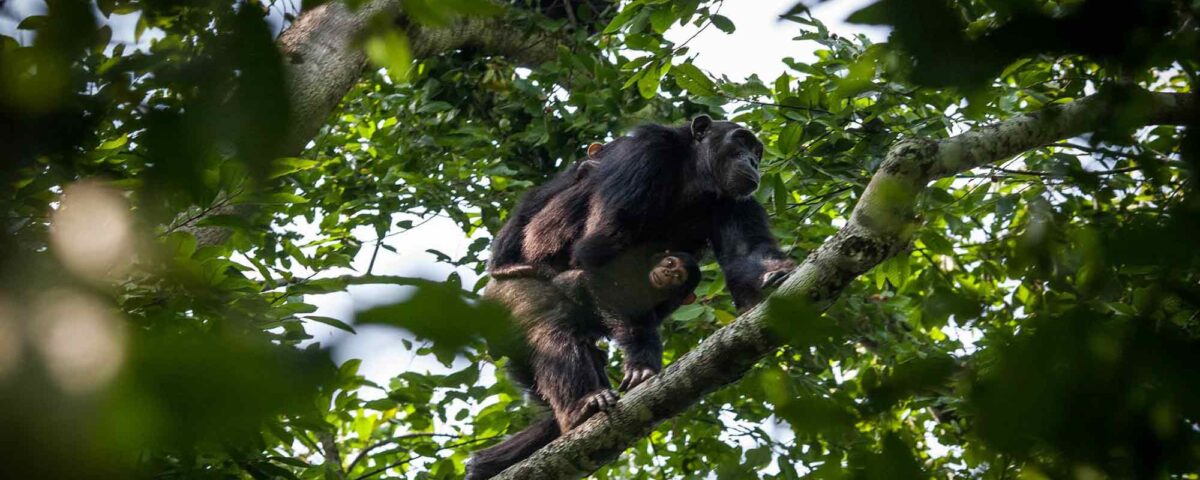 Uganda Chimpanzee Safaris Tour