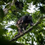 Uganda Chimpanzee Safaris Tour