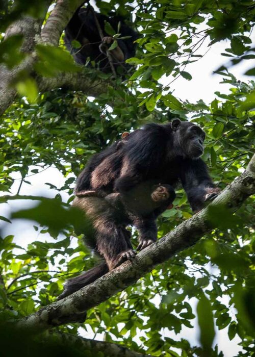 Uganda Chimpanzee Safaris Tour