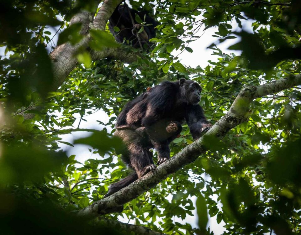 Uganda Chimpanzee Safaris Tour