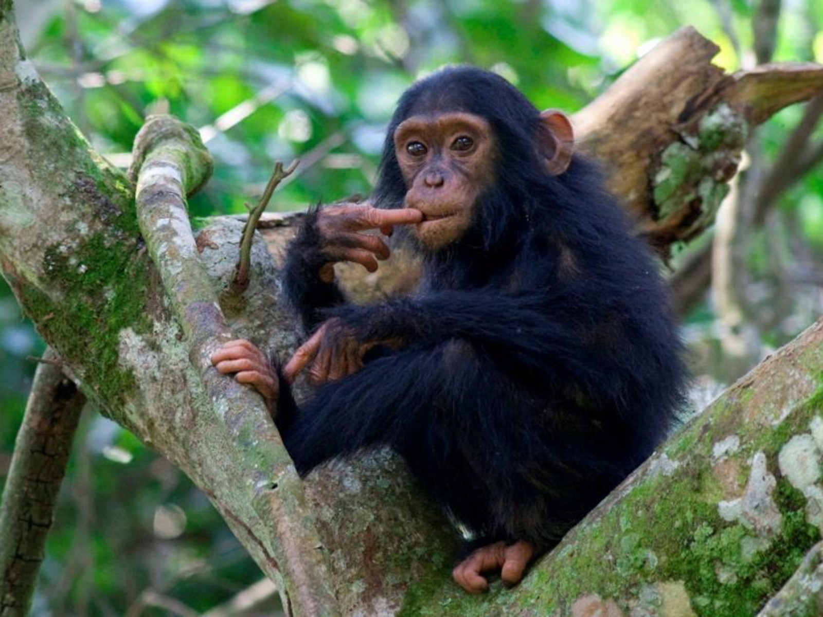 Uganda Chimpanzee Safaris Tour