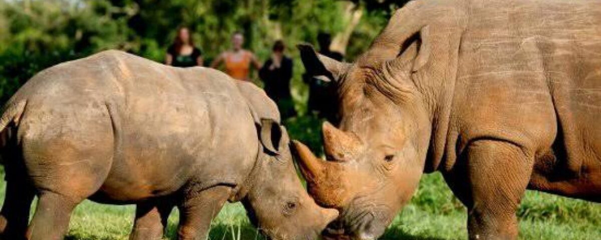 Ziwa Rhino Sanctuary