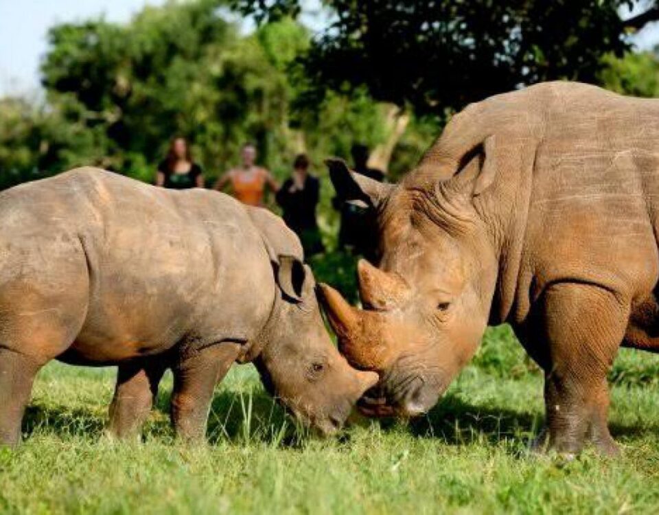 Ziwa Rhino Sanctuary