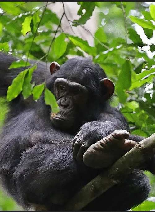 Rwanda Chimpanzee Tour