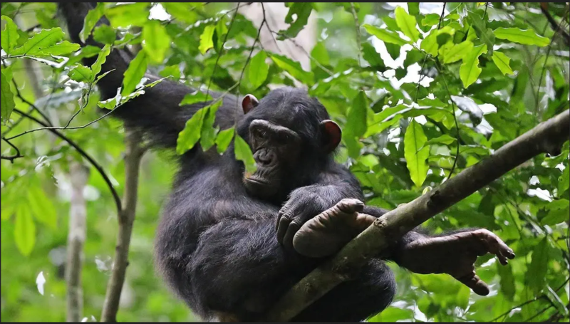 Rwanda Chimpanzee Tour