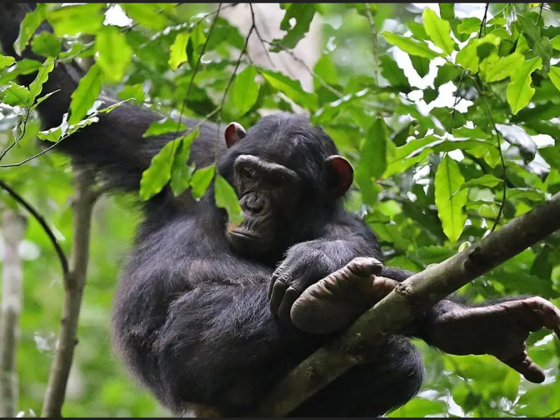 Rwanda Chimpanzee Tour