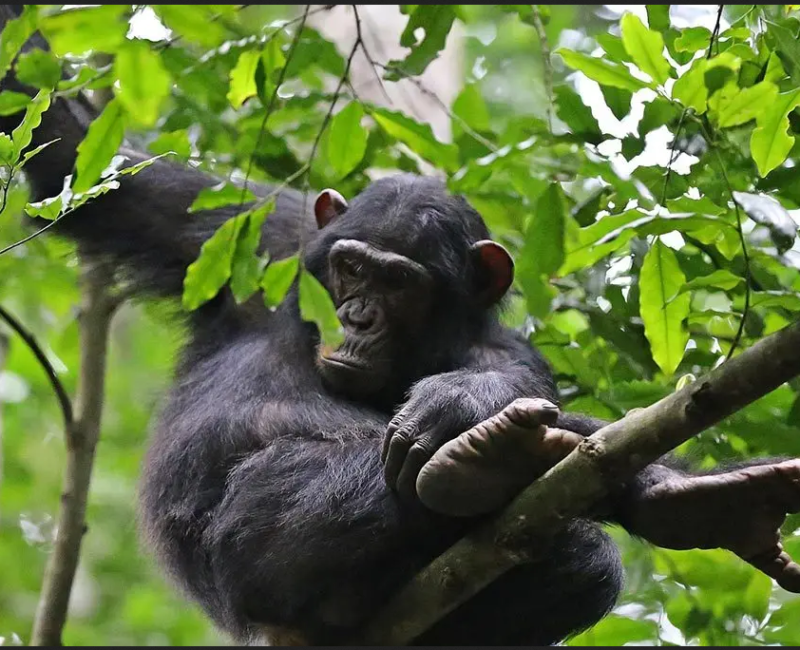 Rwanda Chimpanzee Tour