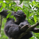 Rwanda Chimpanzee Tour